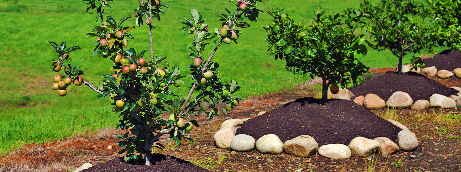 Apple Fruit Salad Trees