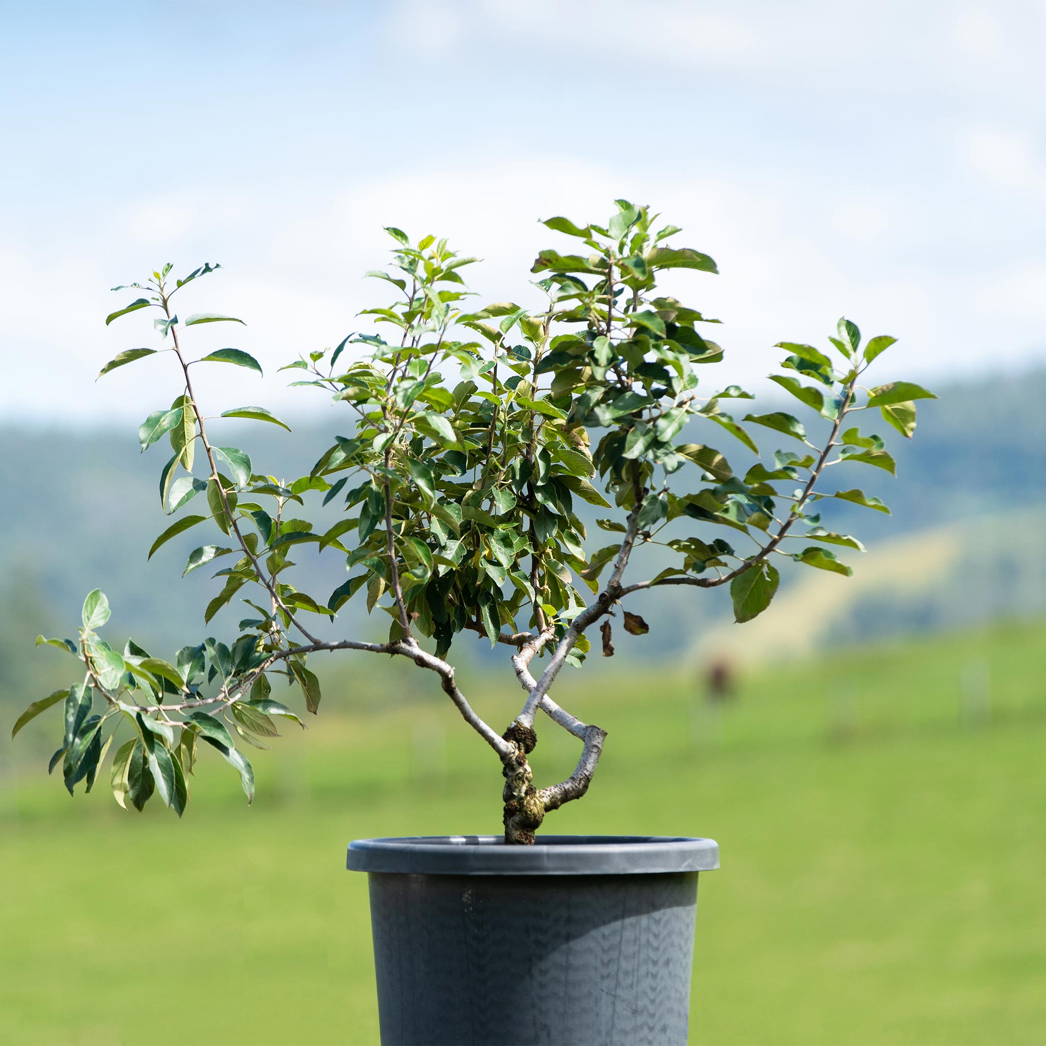 Salad Tree Rack All Trees - Fruit Salad Trees