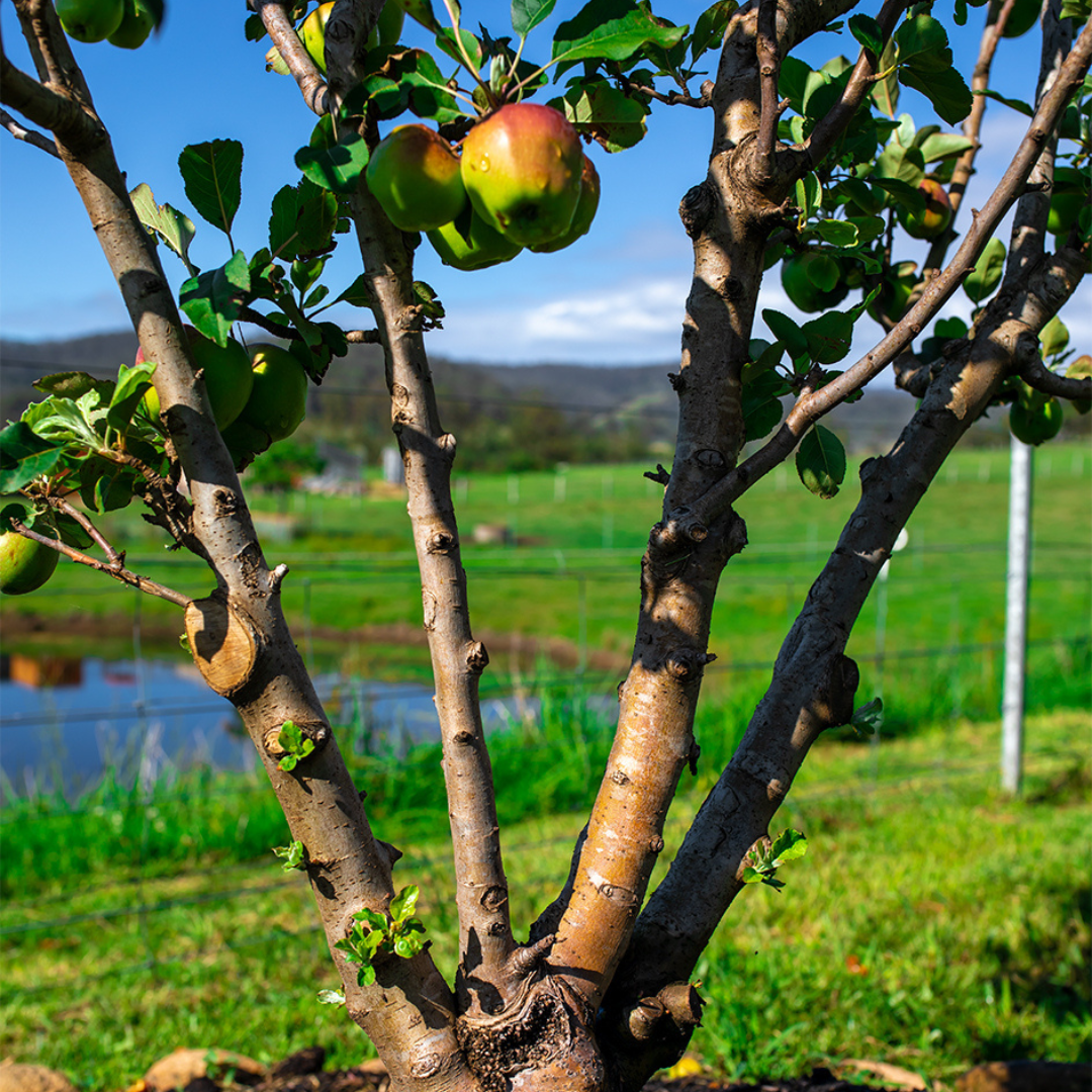 Apple Fruit Tree Photos Fruits And Nuts For New Mexico Orchards New apple-fruit-tree-photos-fruits-and-nuts-for-new-mexico-orchards-new