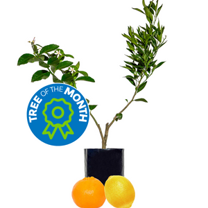 Mandarin + Lemon