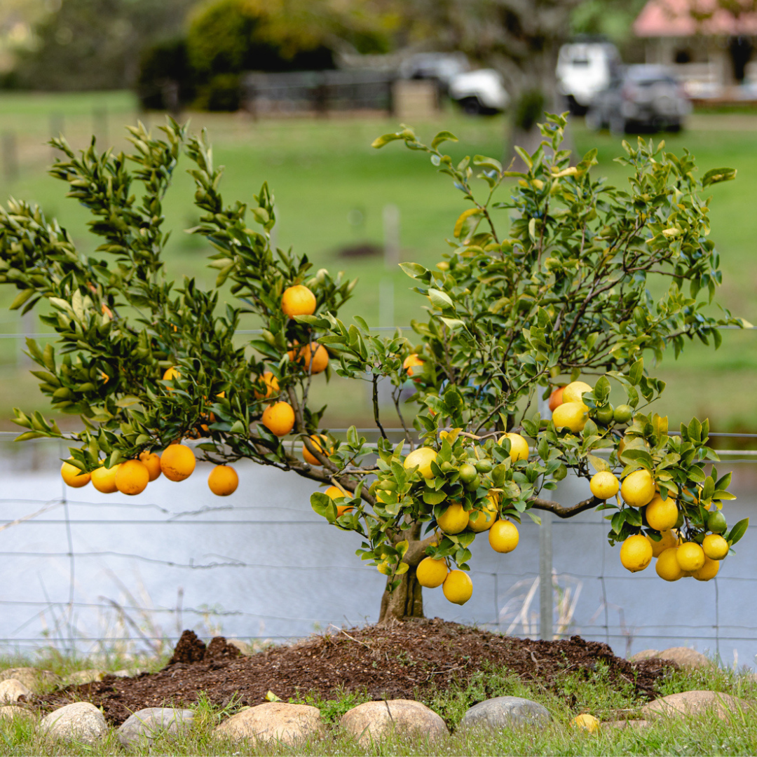 Fruit Salad Tree Fruit Salad Multi Graft Combo #1 — Green Acres