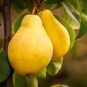 Pear + Pear