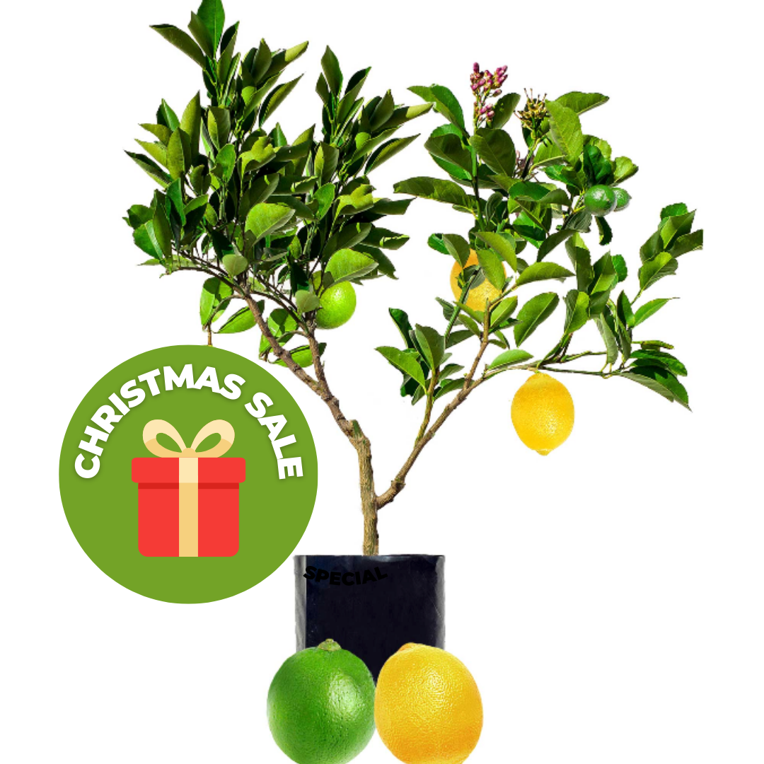Lime + Lemon - Our Best Selling Fruit Salad Tree of all time!