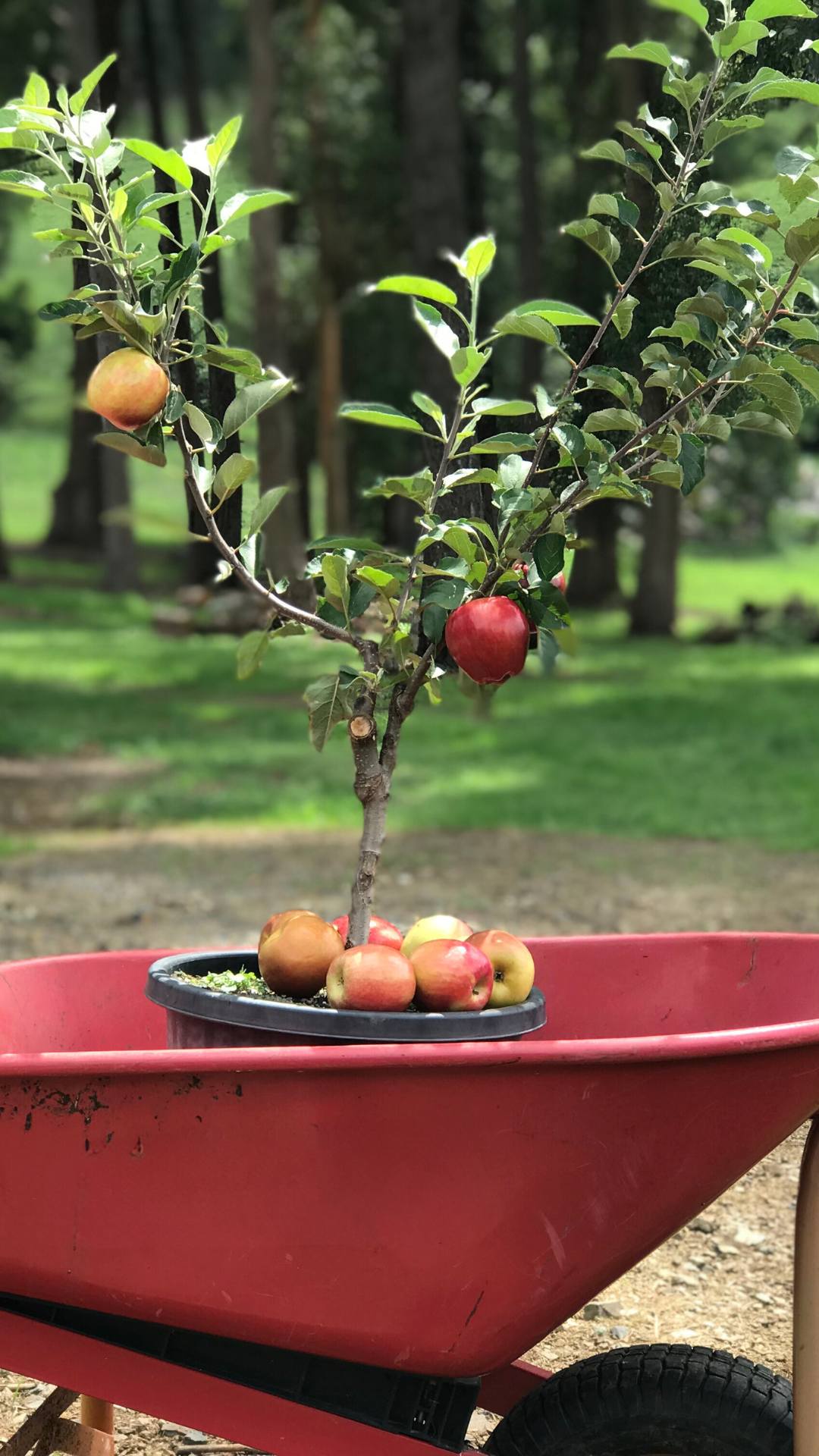 Fruit Salad Trees | Different fruit on the same tree Australia wide!