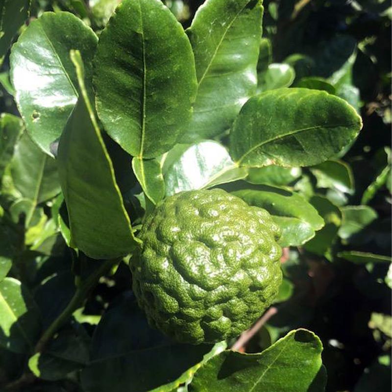 Lime