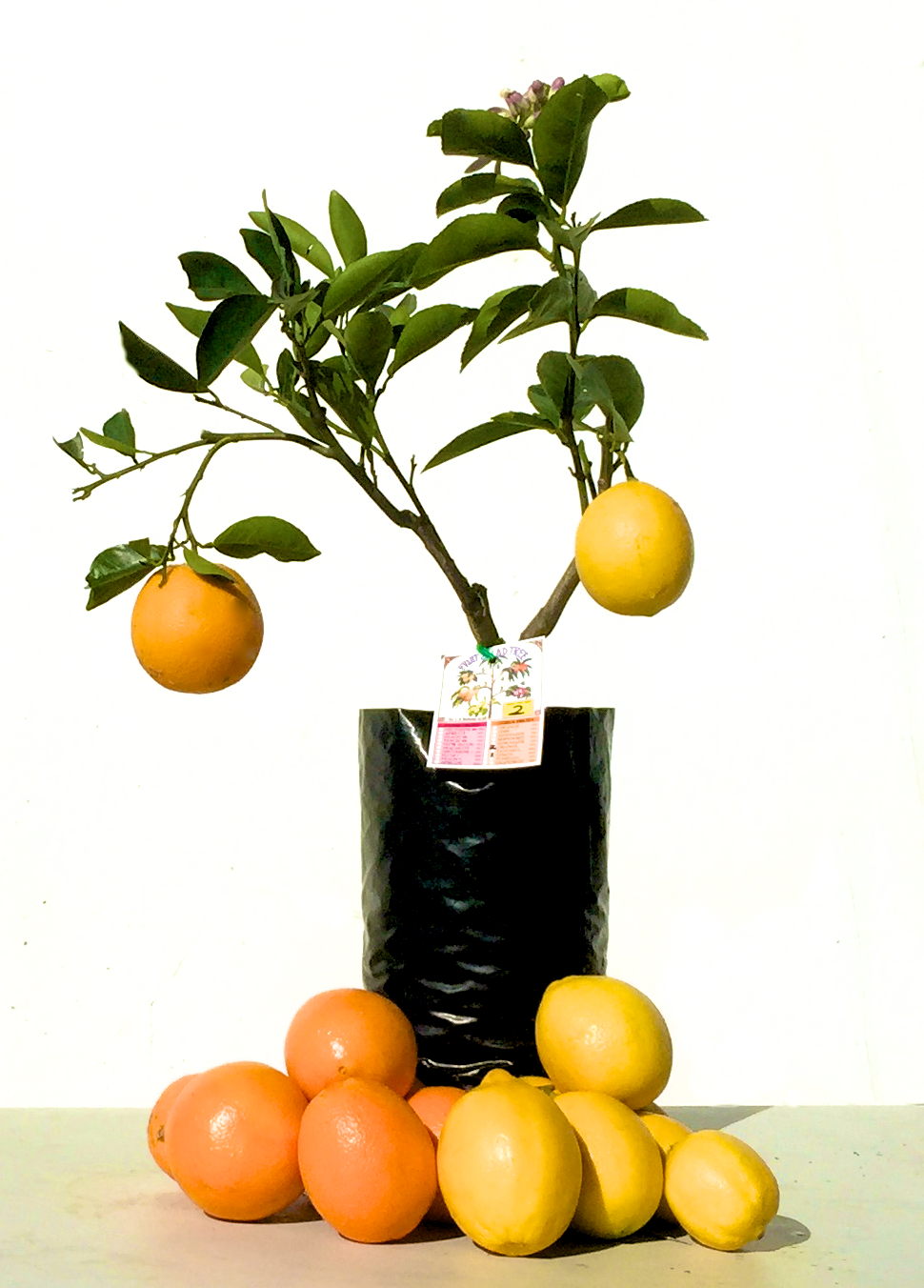 Orange + Lemonade