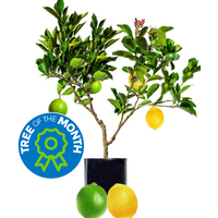 Lime + Lemon - Our Best Selling Fruit Salad Tree of all time!