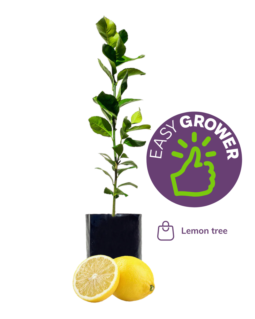 All 1 Fruit Trees