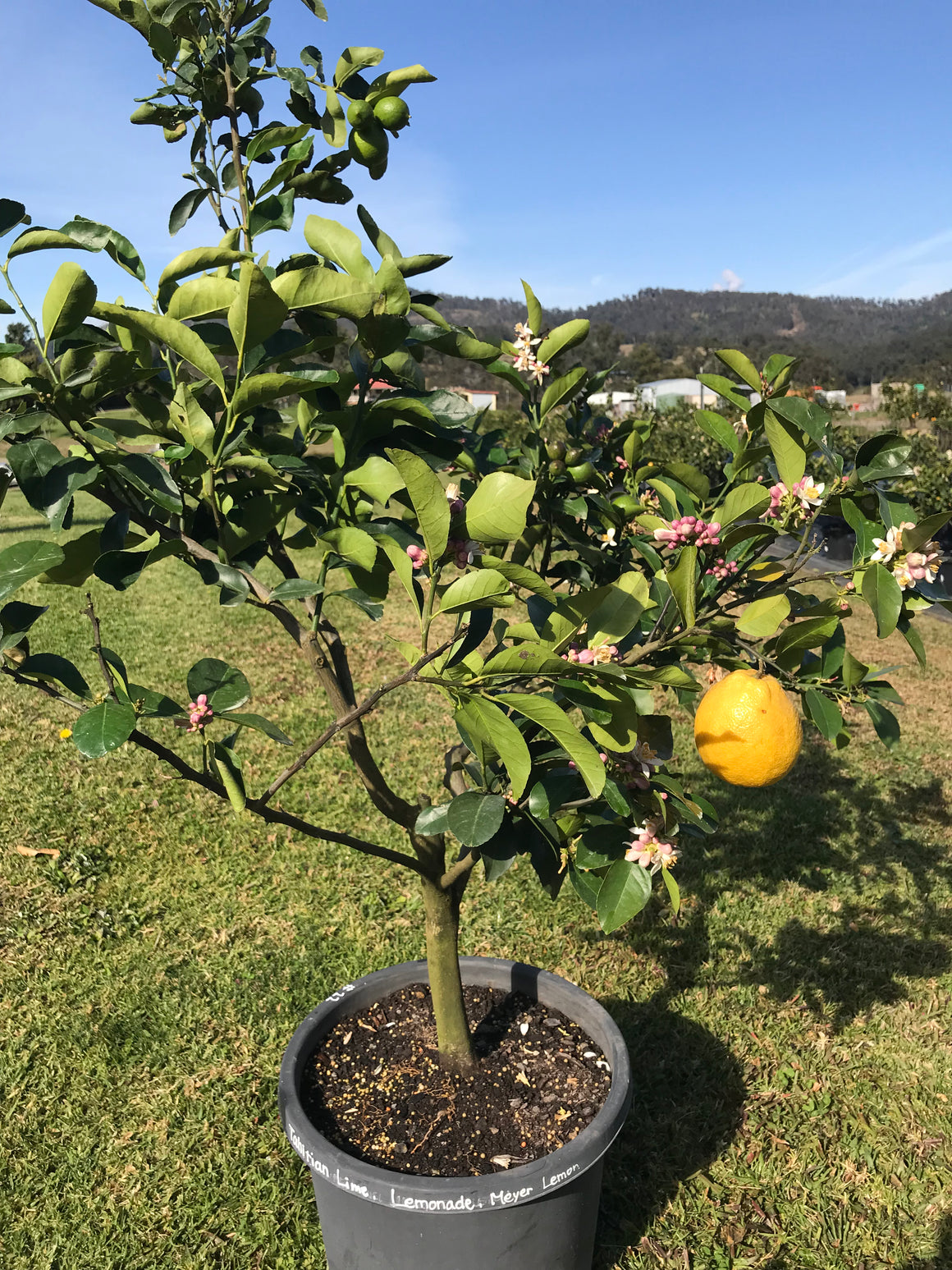 Mature Citrus Tree #41: Lime + Lemonade + Lemon
