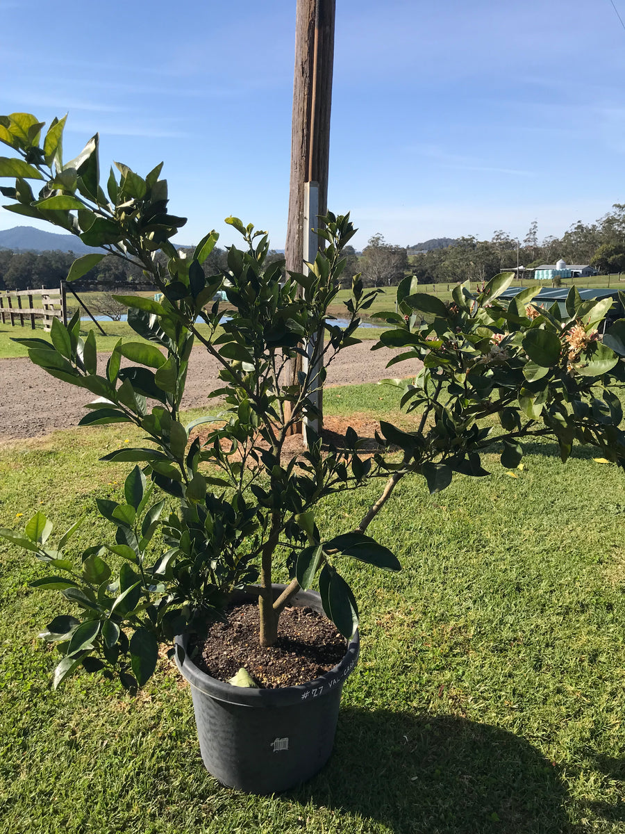 Mature Citrus Tree #20: Finger Lime + Tahitian Lime + Kaffir Lime