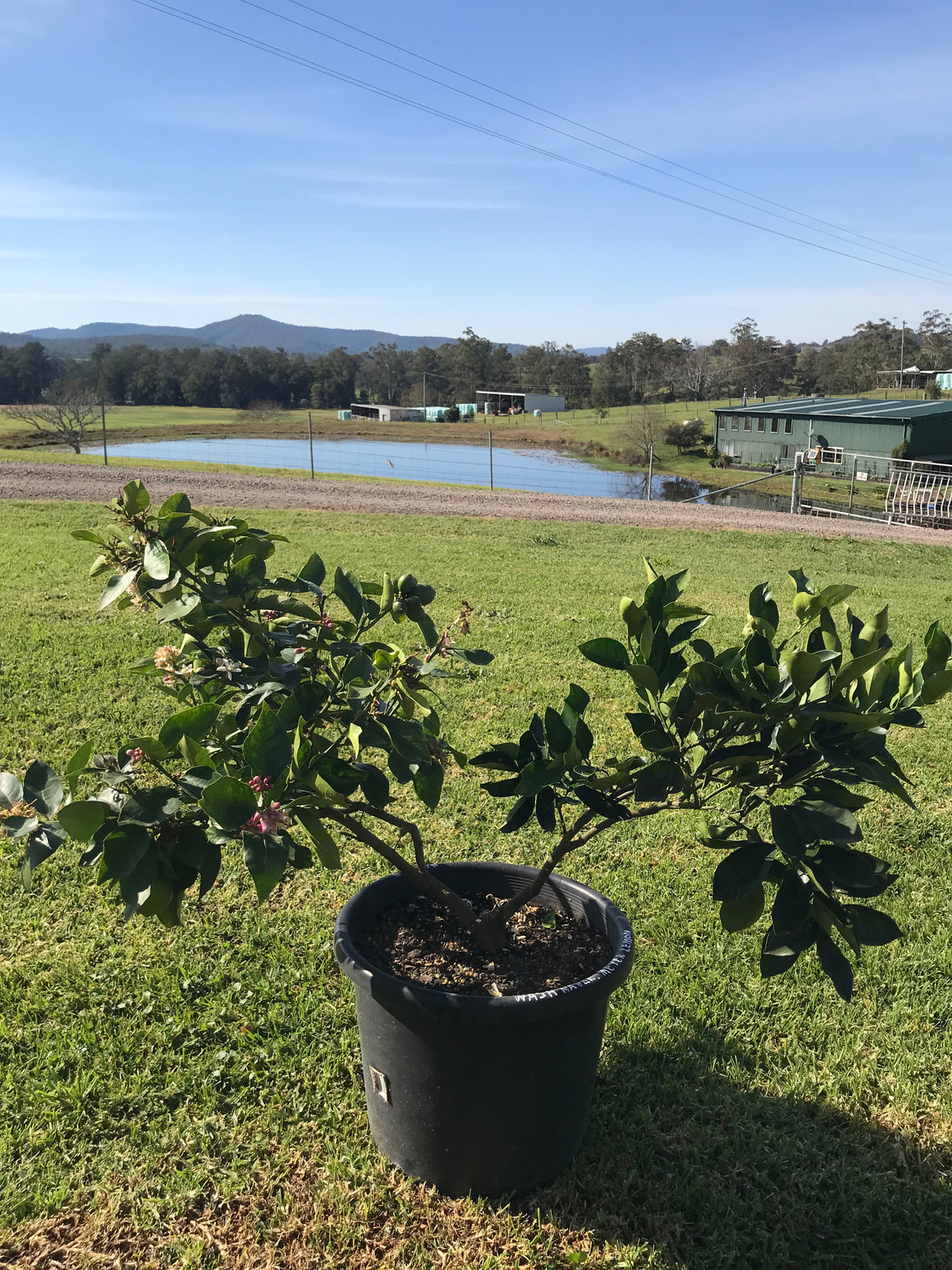 Mature Citrus Tree #8: Orange + Lemon