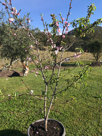 Mature Stonefruit Tree #44: White Peach + Yellow Plum
