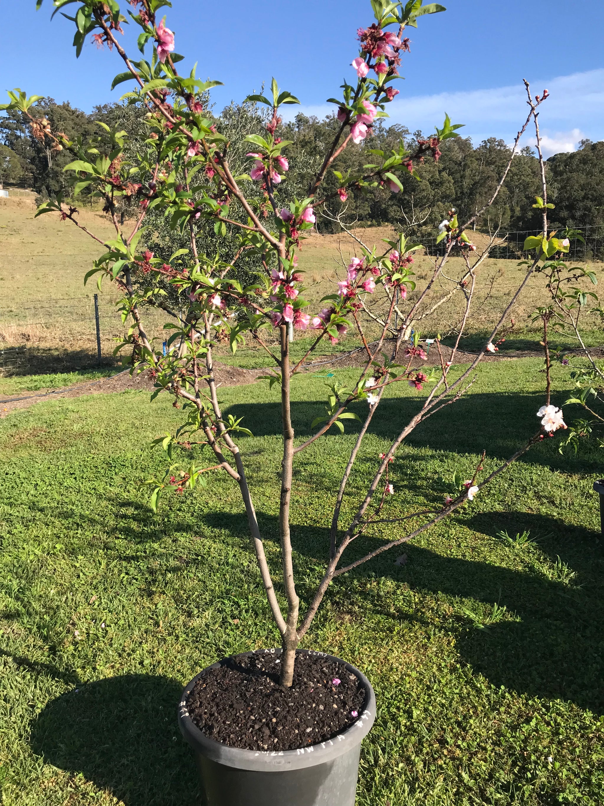 Mature Stonefruit Tree #49: Nectarine + Peach + Apricot