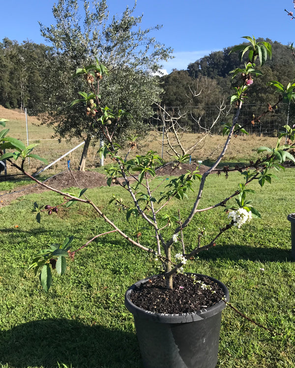 Stone Fruit Salad Trees Australia wide delivery Peach, Plum