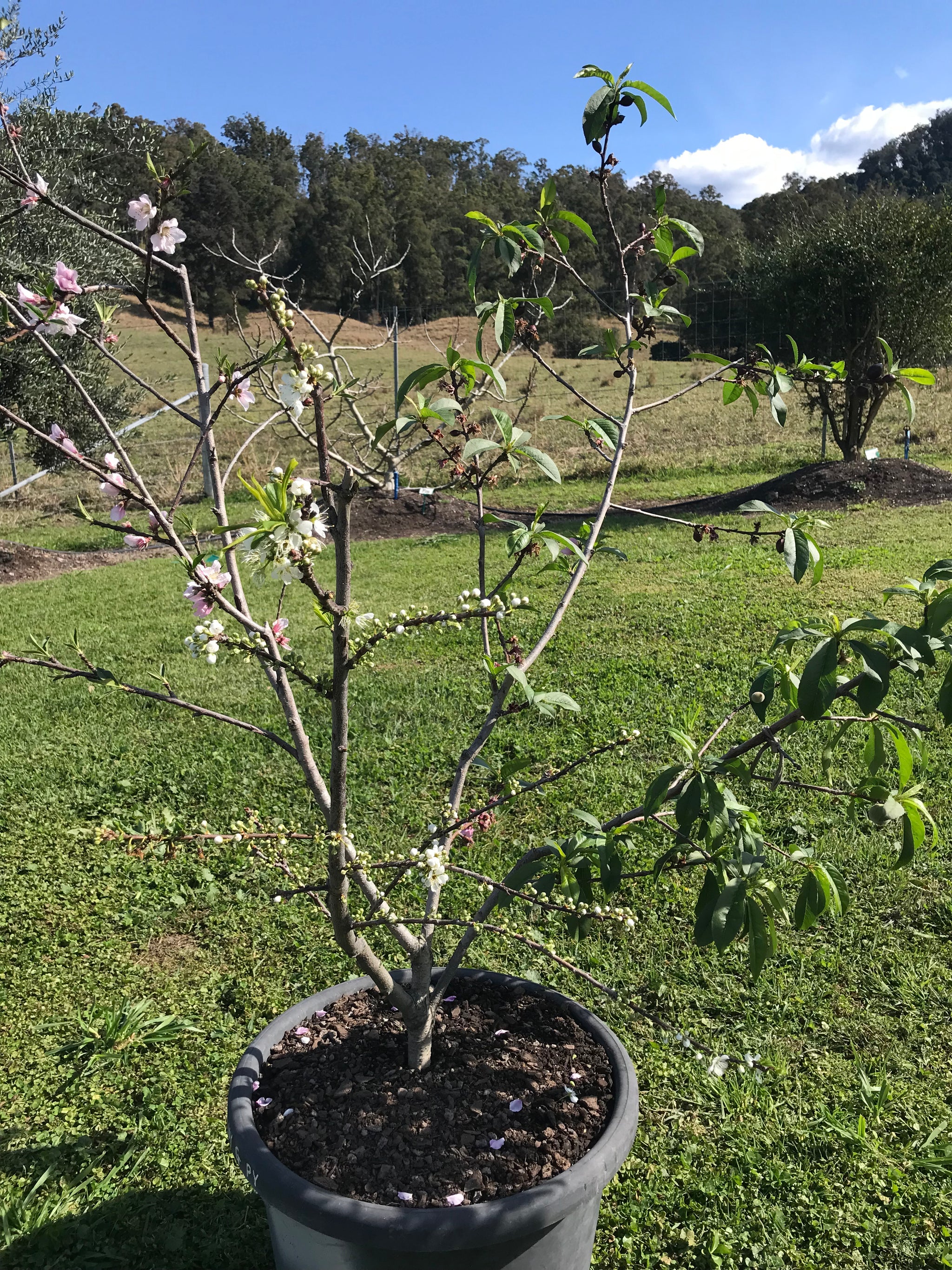 Mature Stonefruit Tree #33: PeachCot + Nectarine + Peach