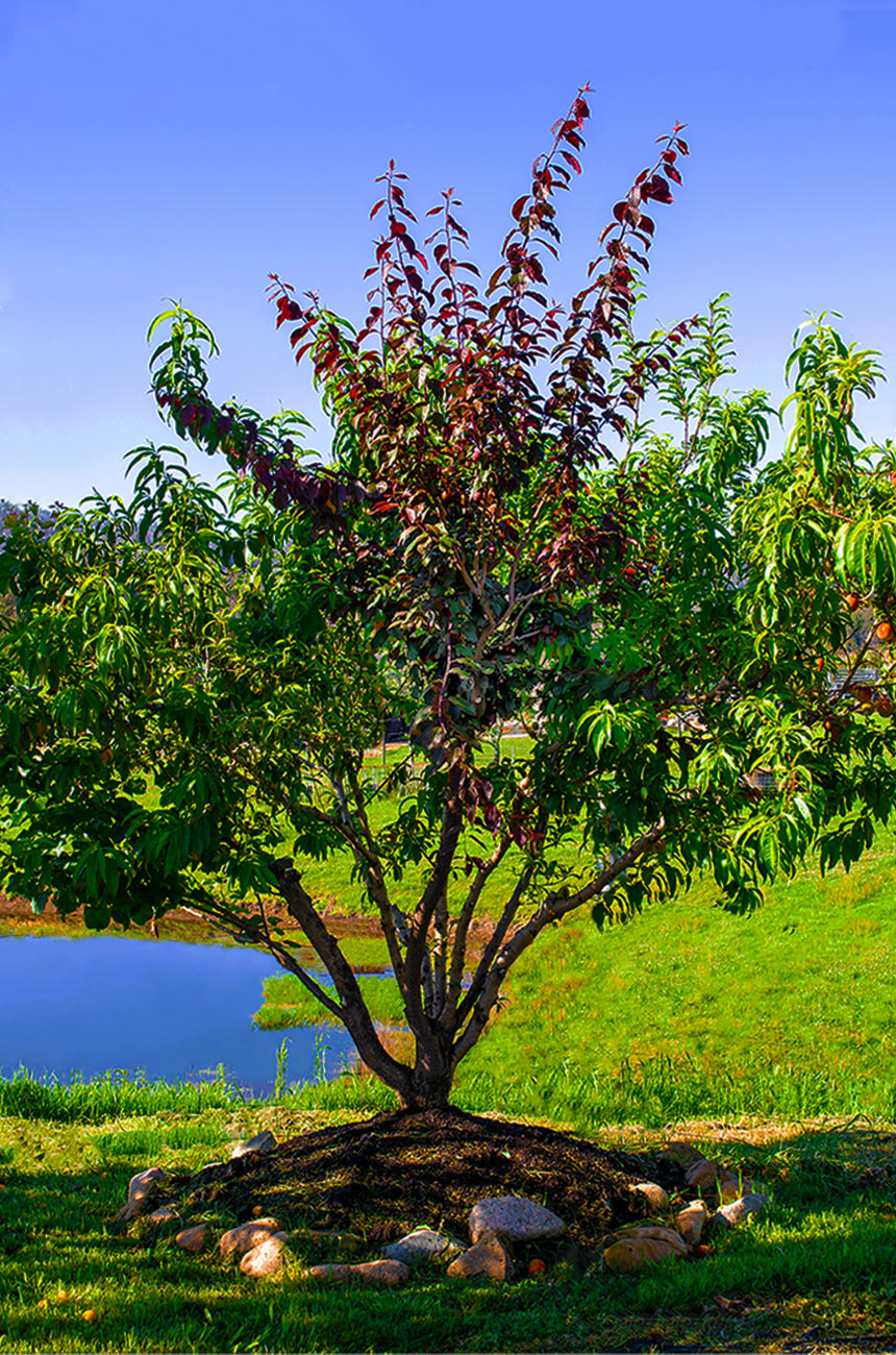 Dwarf Fruit Cocktail Trees