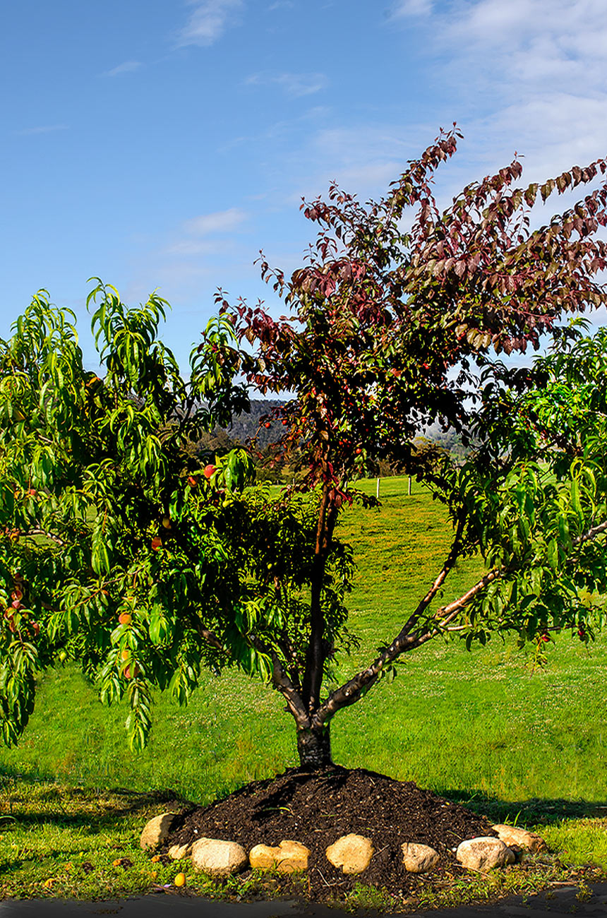 Dwarf Fruit Cocktail Trees