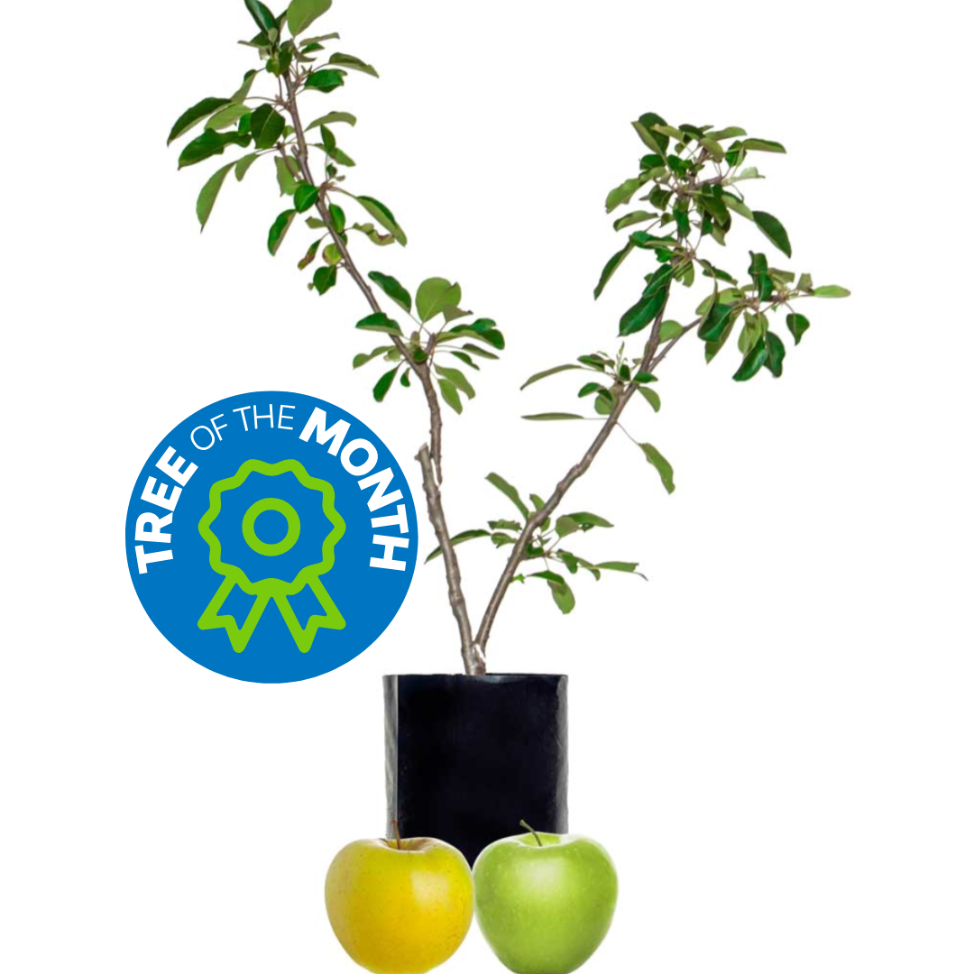 Green Apple + Yellow Apple