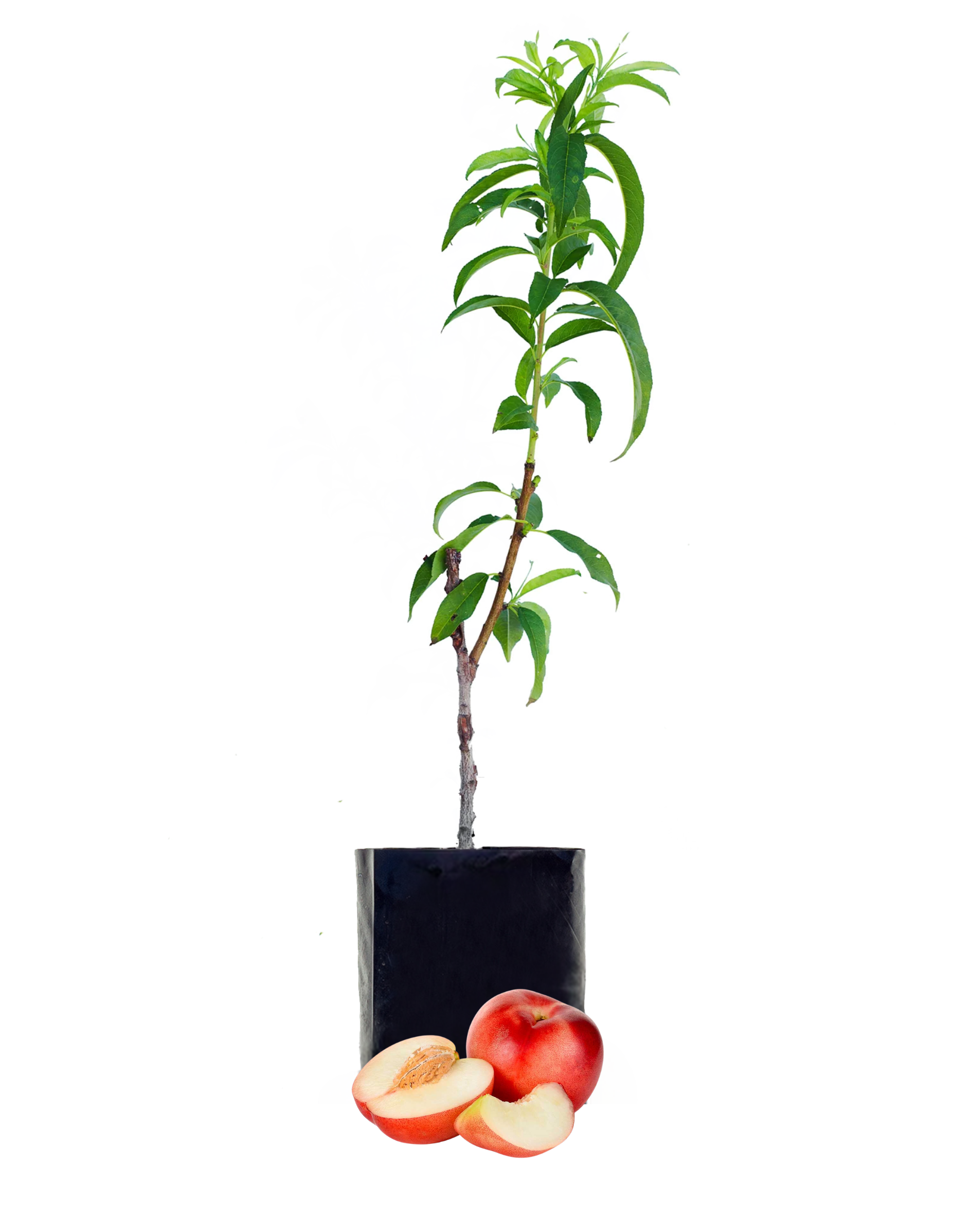 Nectarine