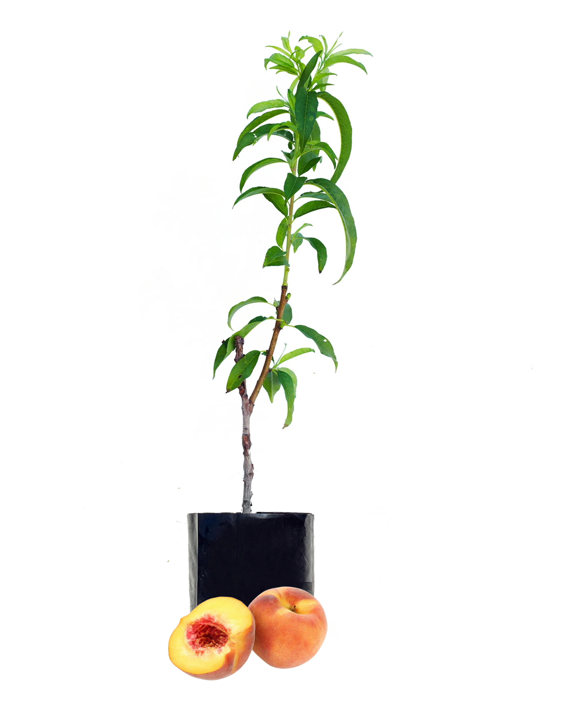 Peach Fruit Tree