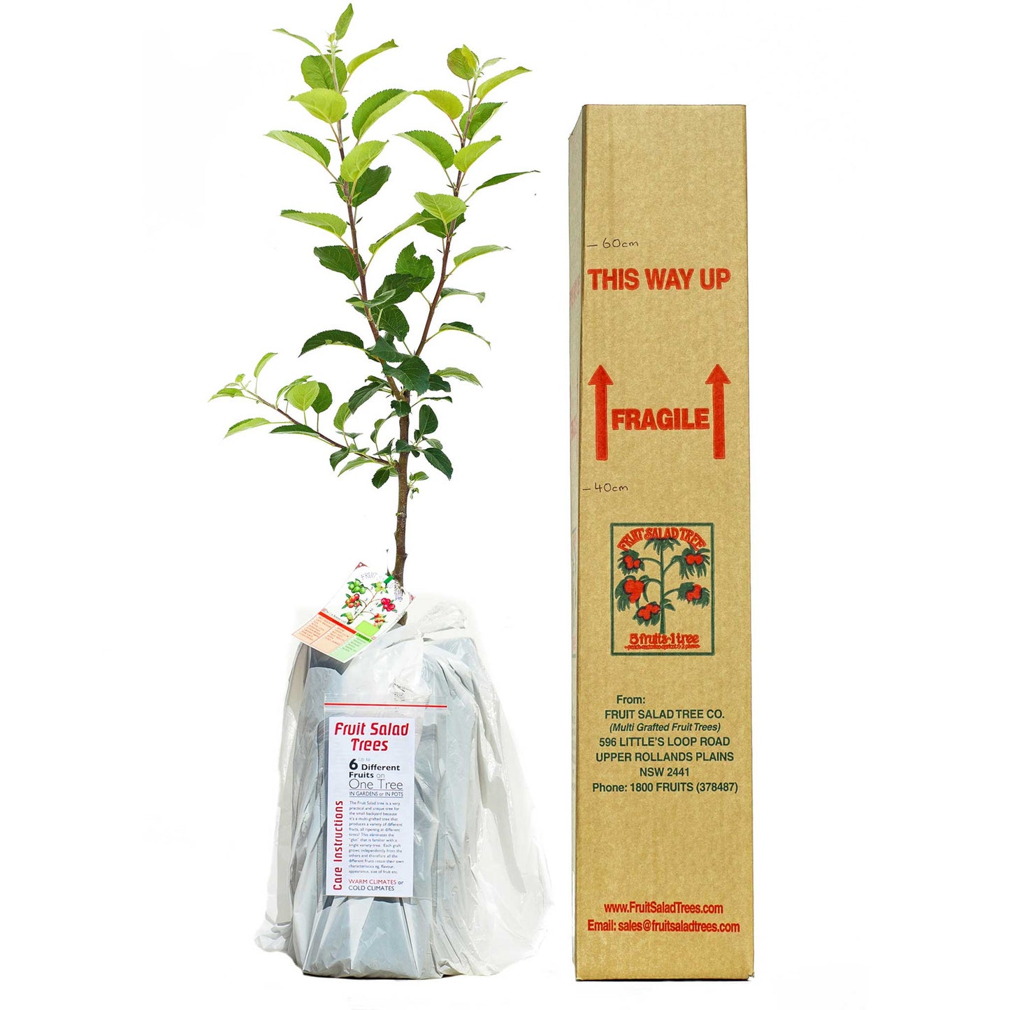 Green Apple - Single varieties which need another Apple to pollinate them!