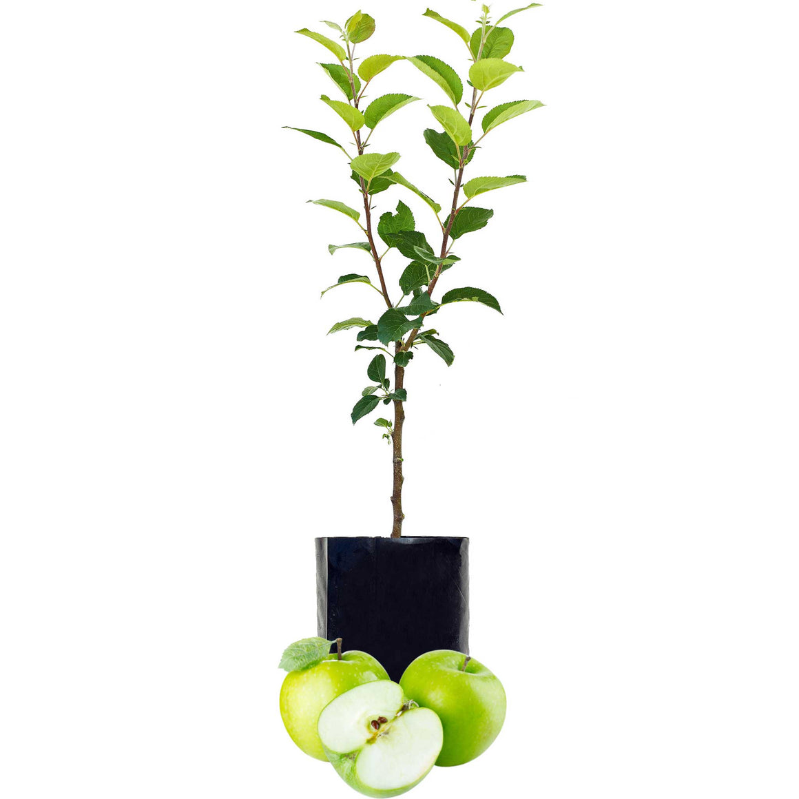 Green Apple - Single varieties which need another Apple to pollinate them!