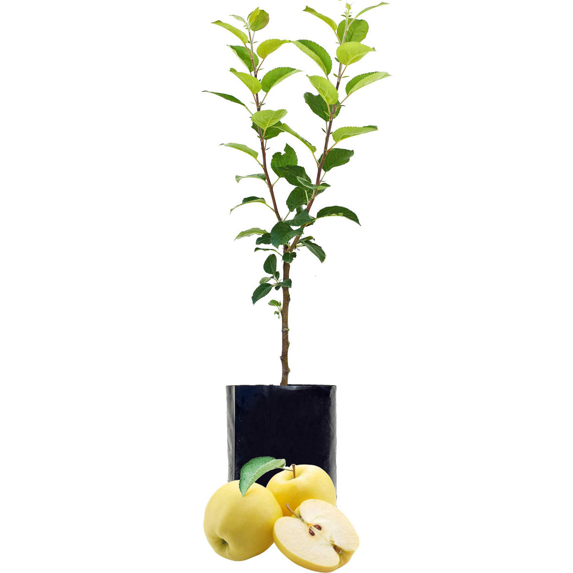 Yellow Apple - Single varieties which need another Apple to pollinate them!