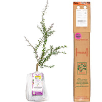 NEW - Finger Lime + Finger Lime
