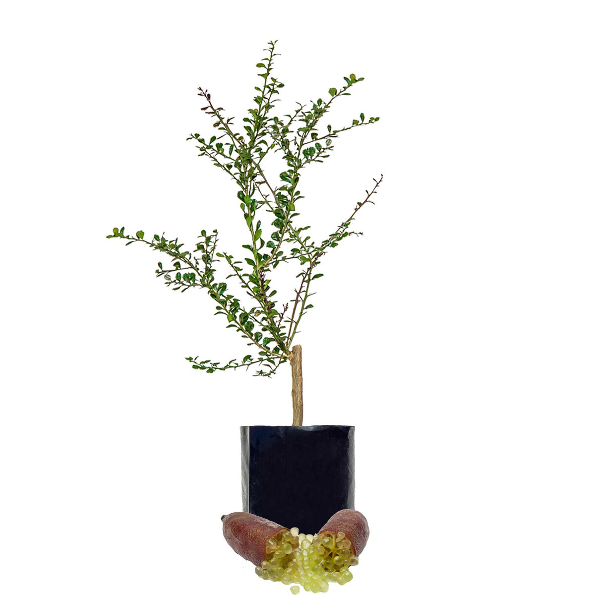NEW - Finger Lime + Finger Lime