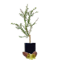 NEW - Finger Lime + Finger Lime
