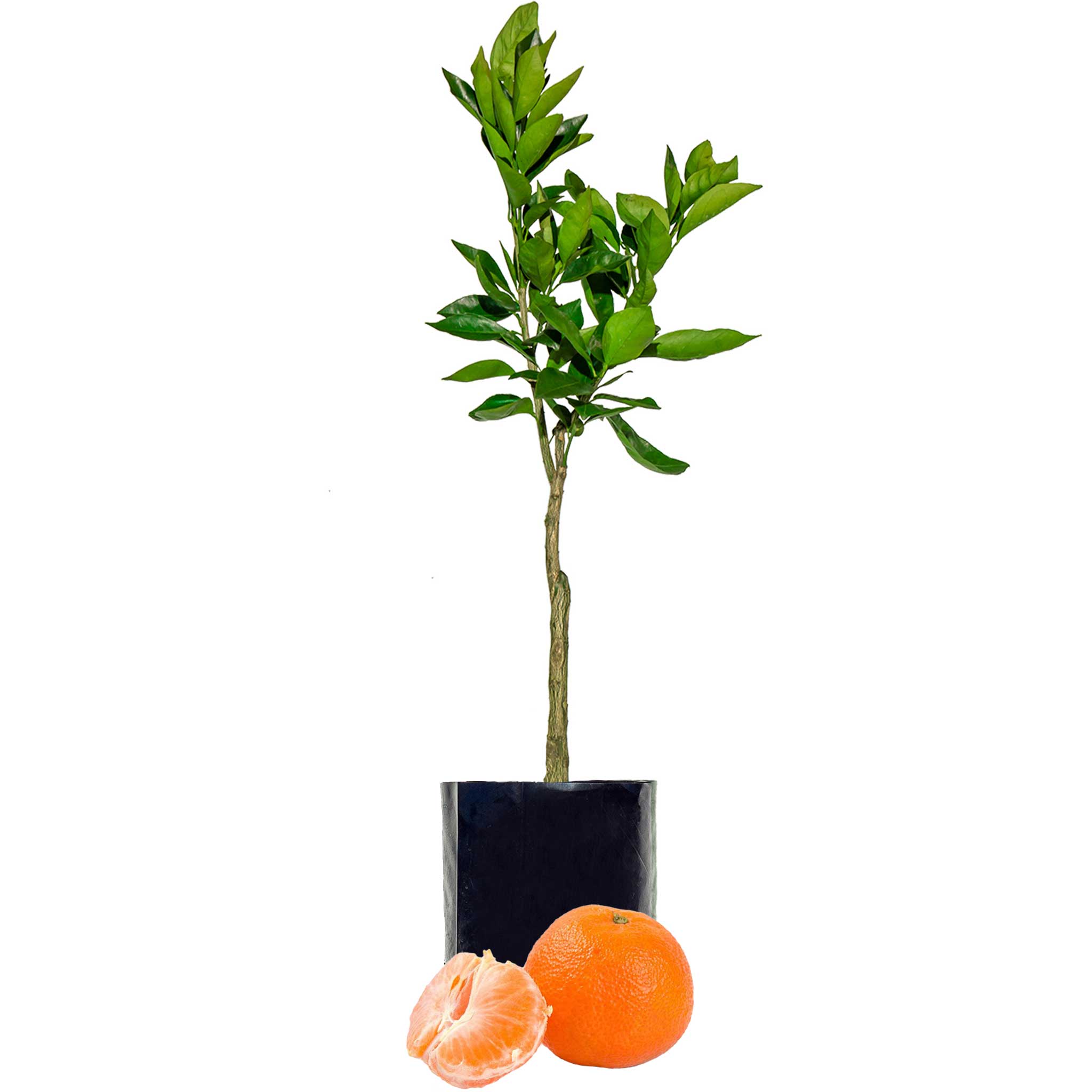 Page Mandarin