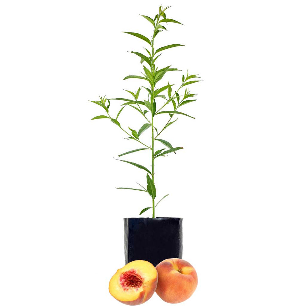Stone Fruit Salad Trees Australia wide delivery Peach, Plum