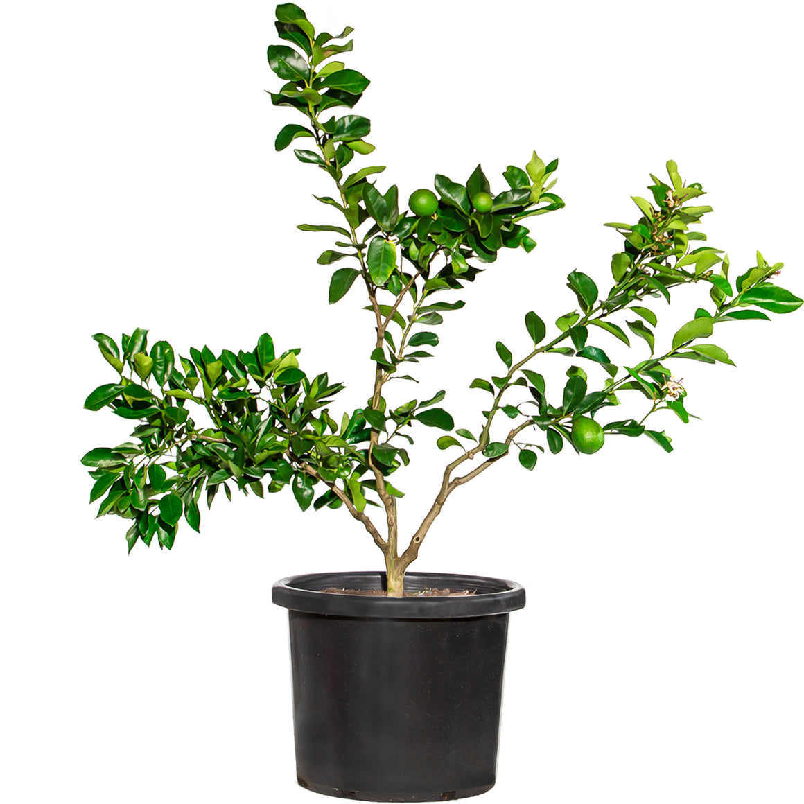 Mature Citrus Tree #34: Lime + Orange + Lemon