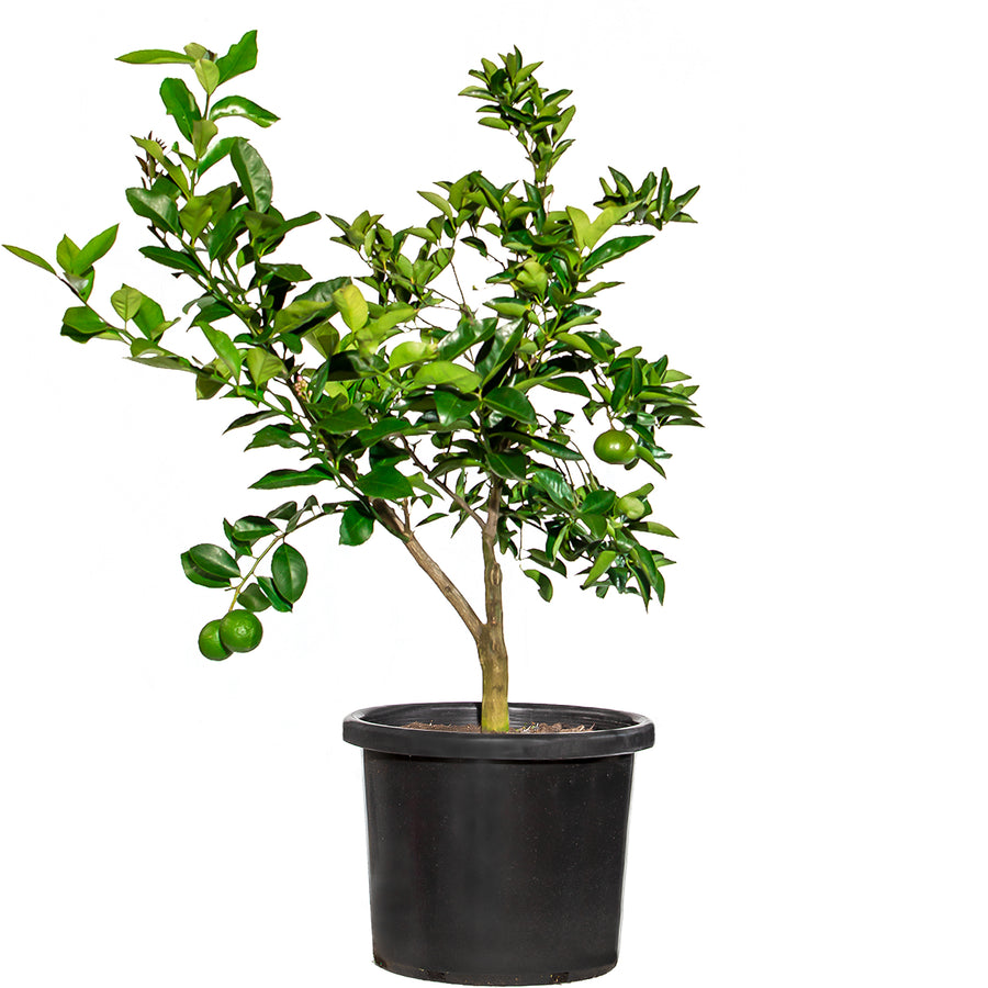 Mature Citrus Tree #30 : Mandarin + Lemon