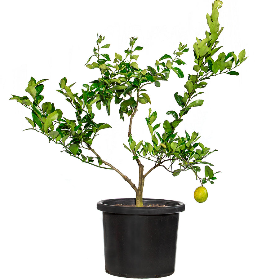 Mature Citrus Tree #41: Lime + Lemonade + Lemon