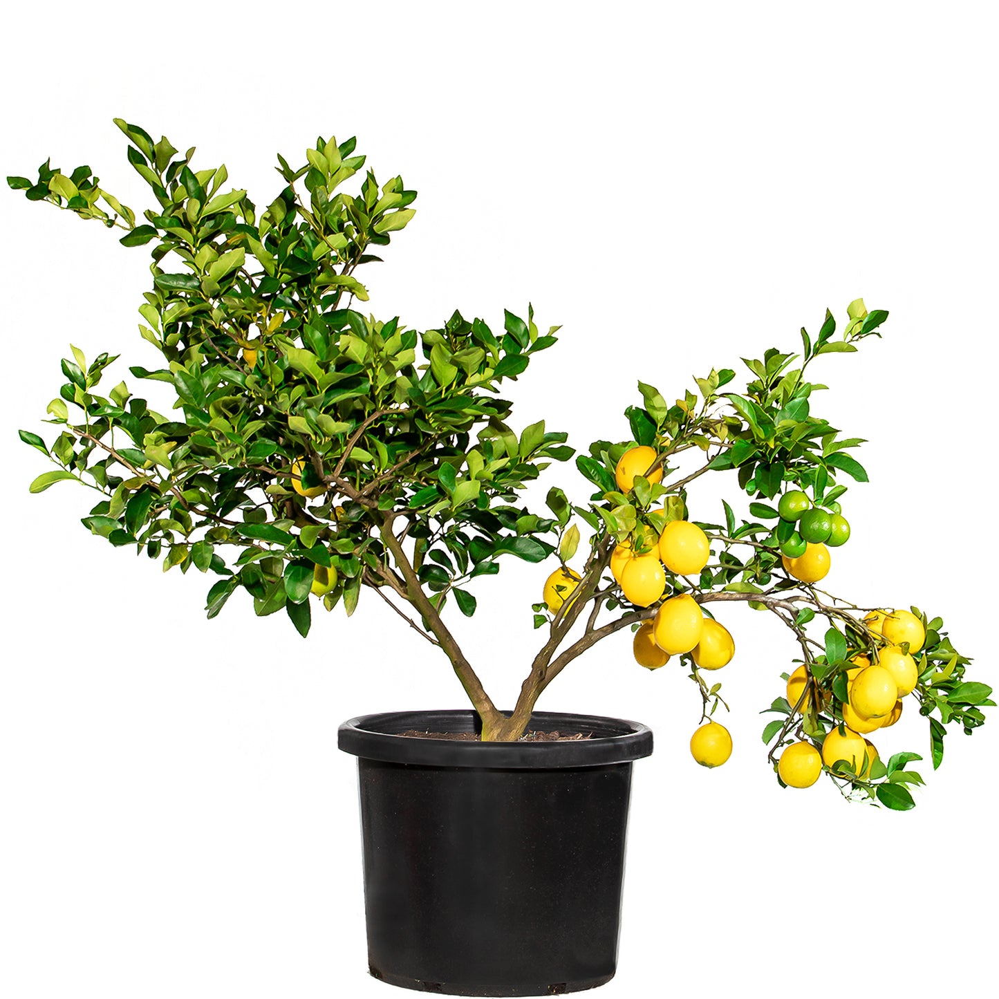Mature Citrus Tree #15: Lime + Lemon
