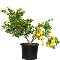 Mature Citrus Tree #15: Lime + Lemon