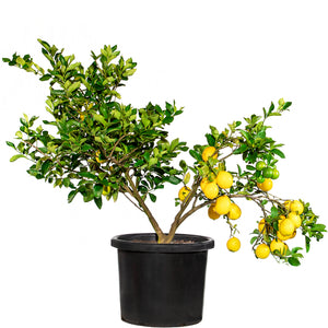 Mature Citrus Tree: Lime + Lemon #35