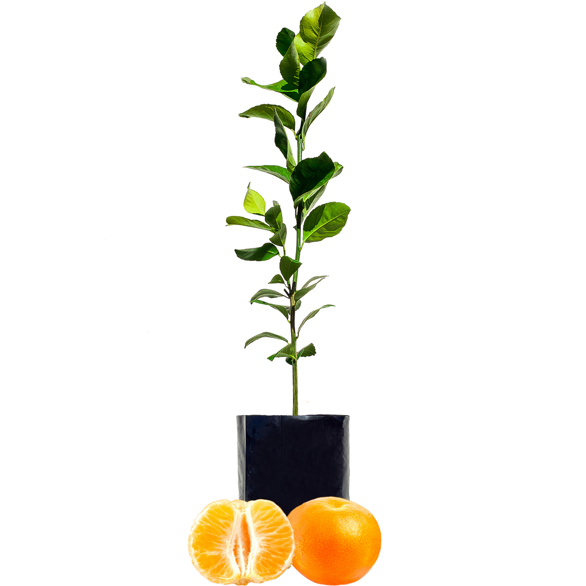 Mandarin