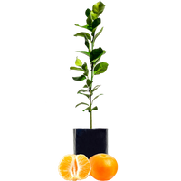 Mandarin