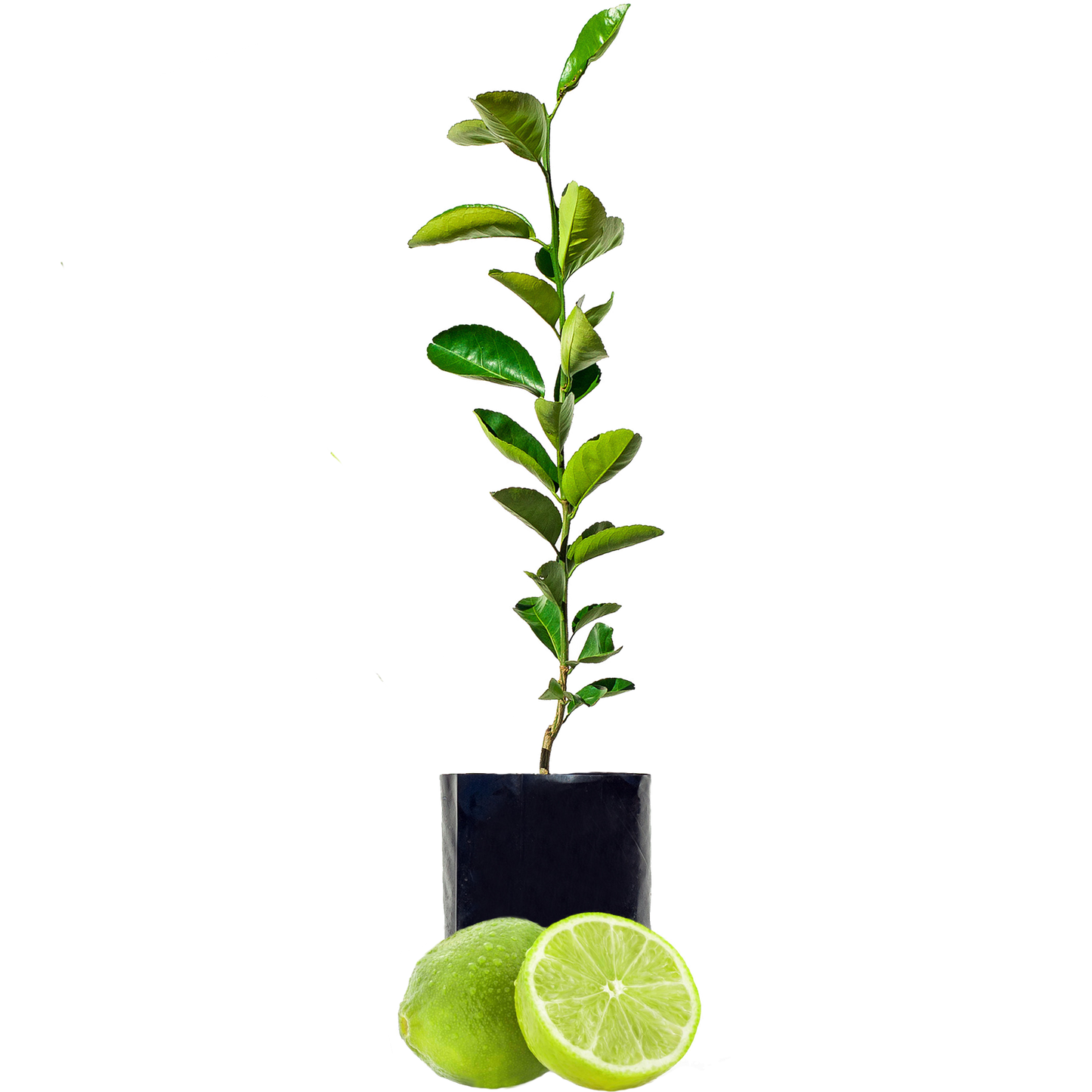 Lime