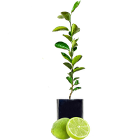Lime