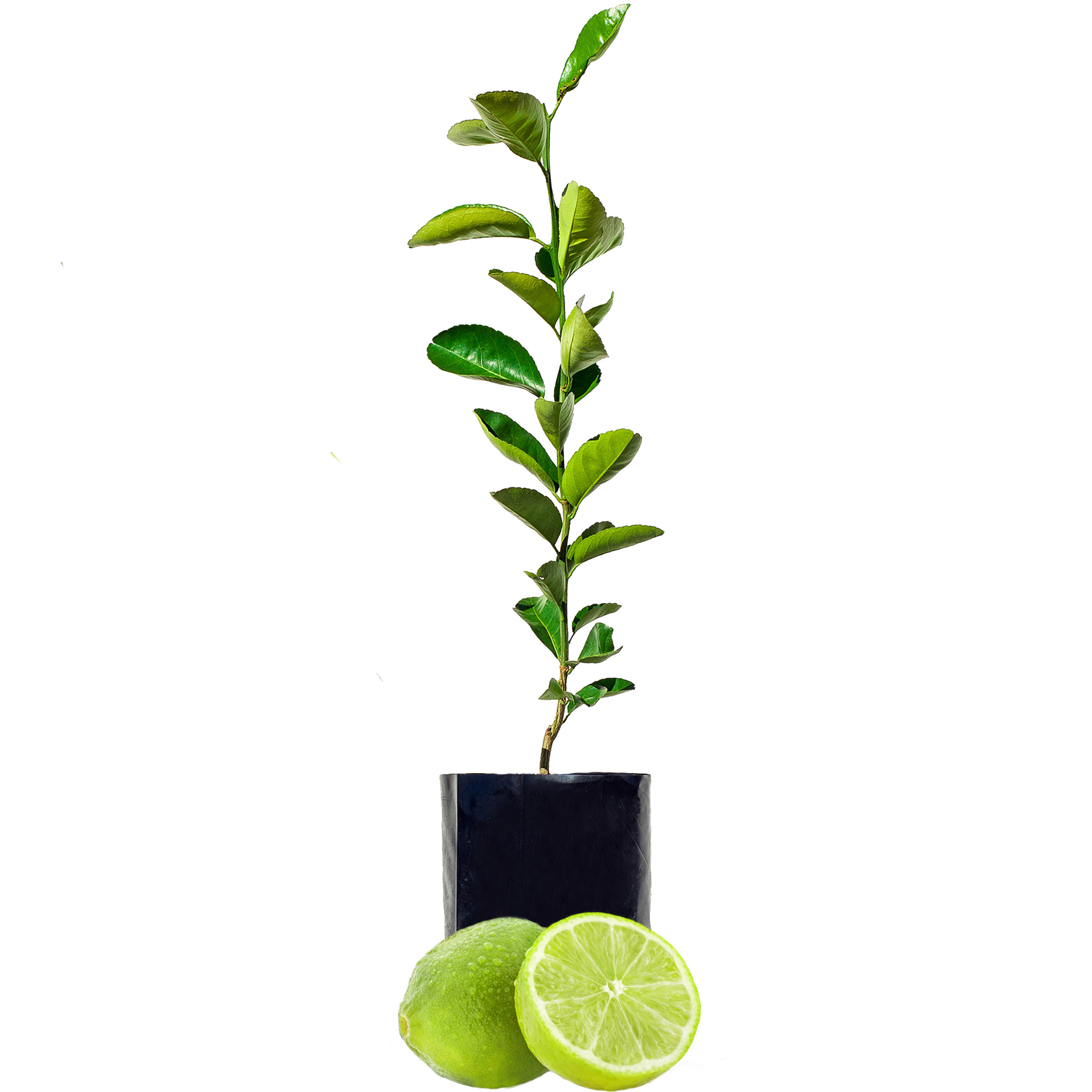 Lime