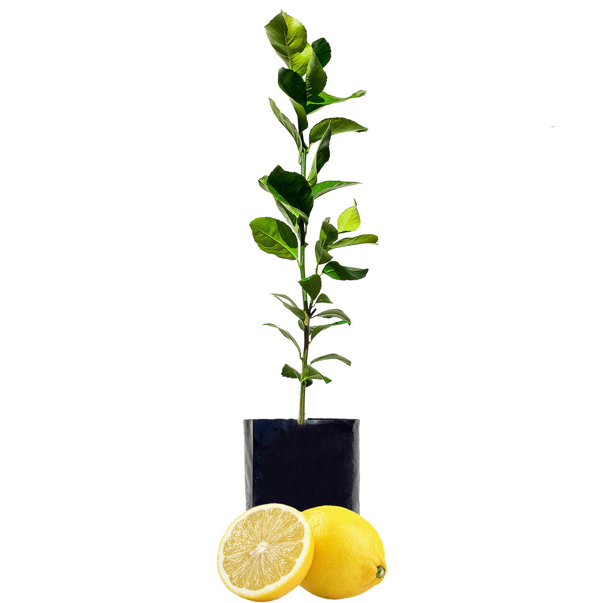 Lemon - Fruit Salad Trees