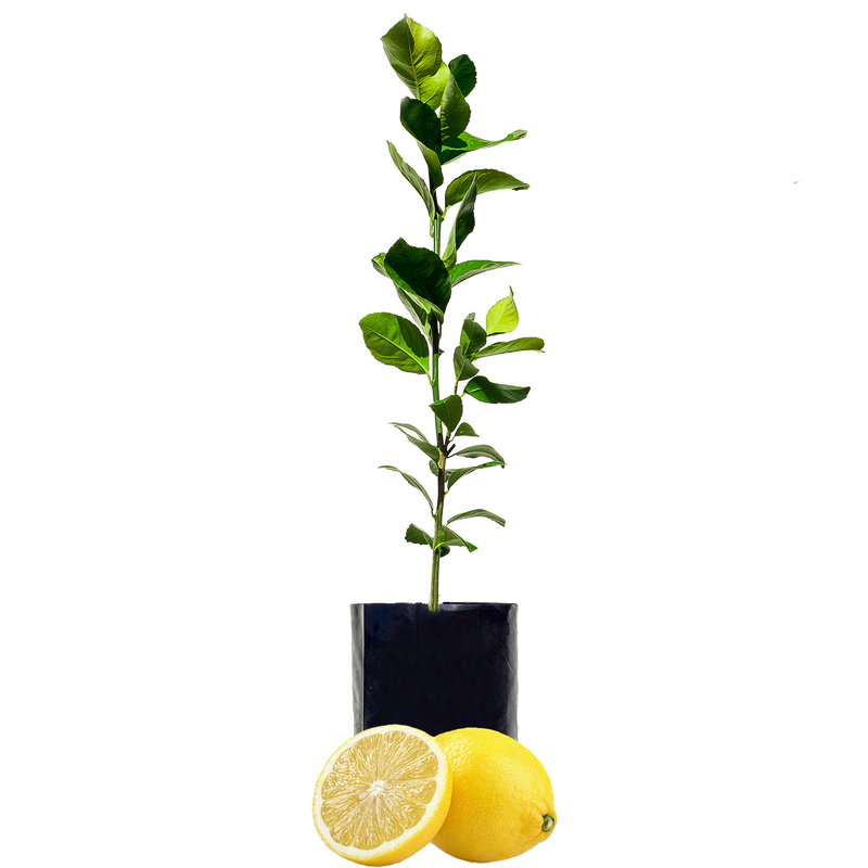 Lime + Lemon Fruit Salad Trees