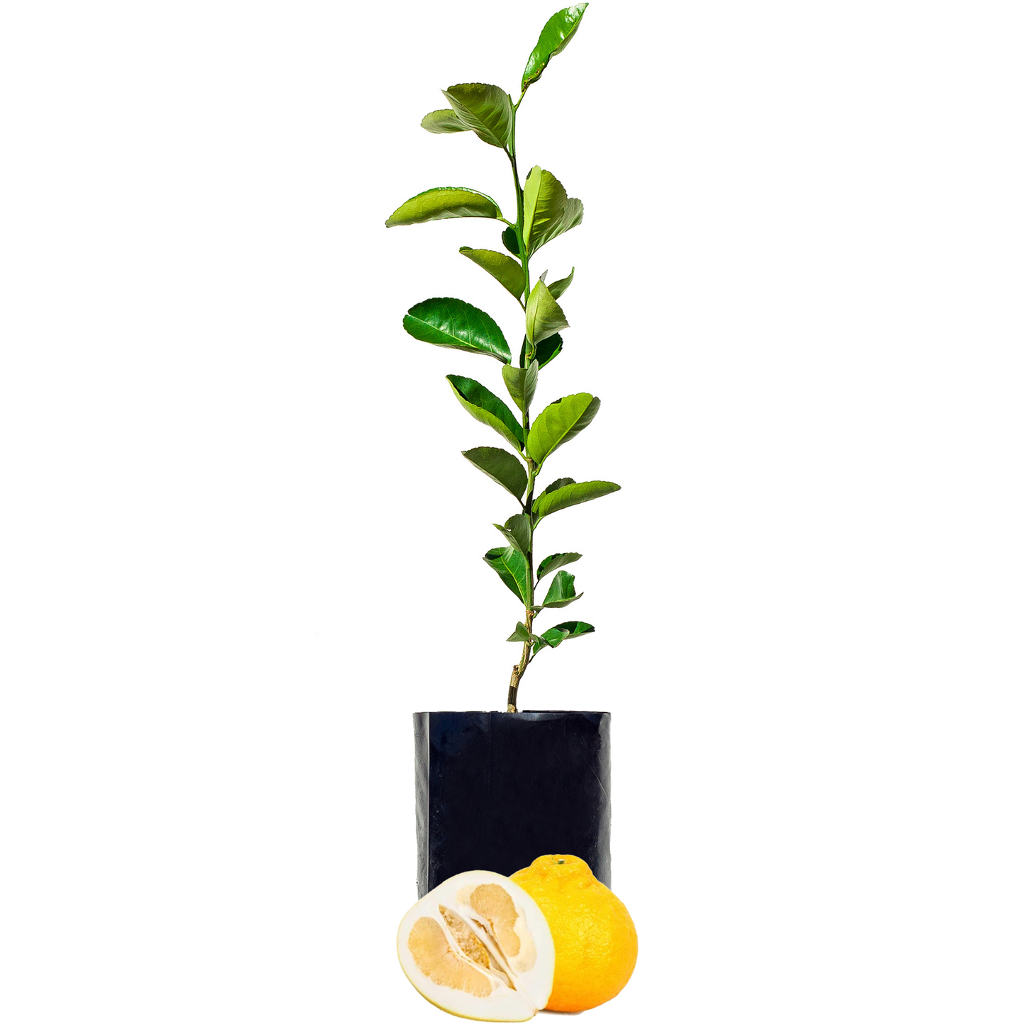 Pomelo