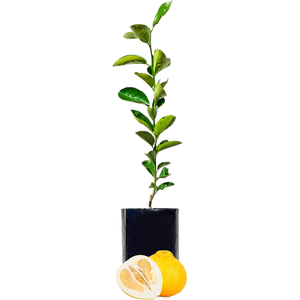 Pomelo