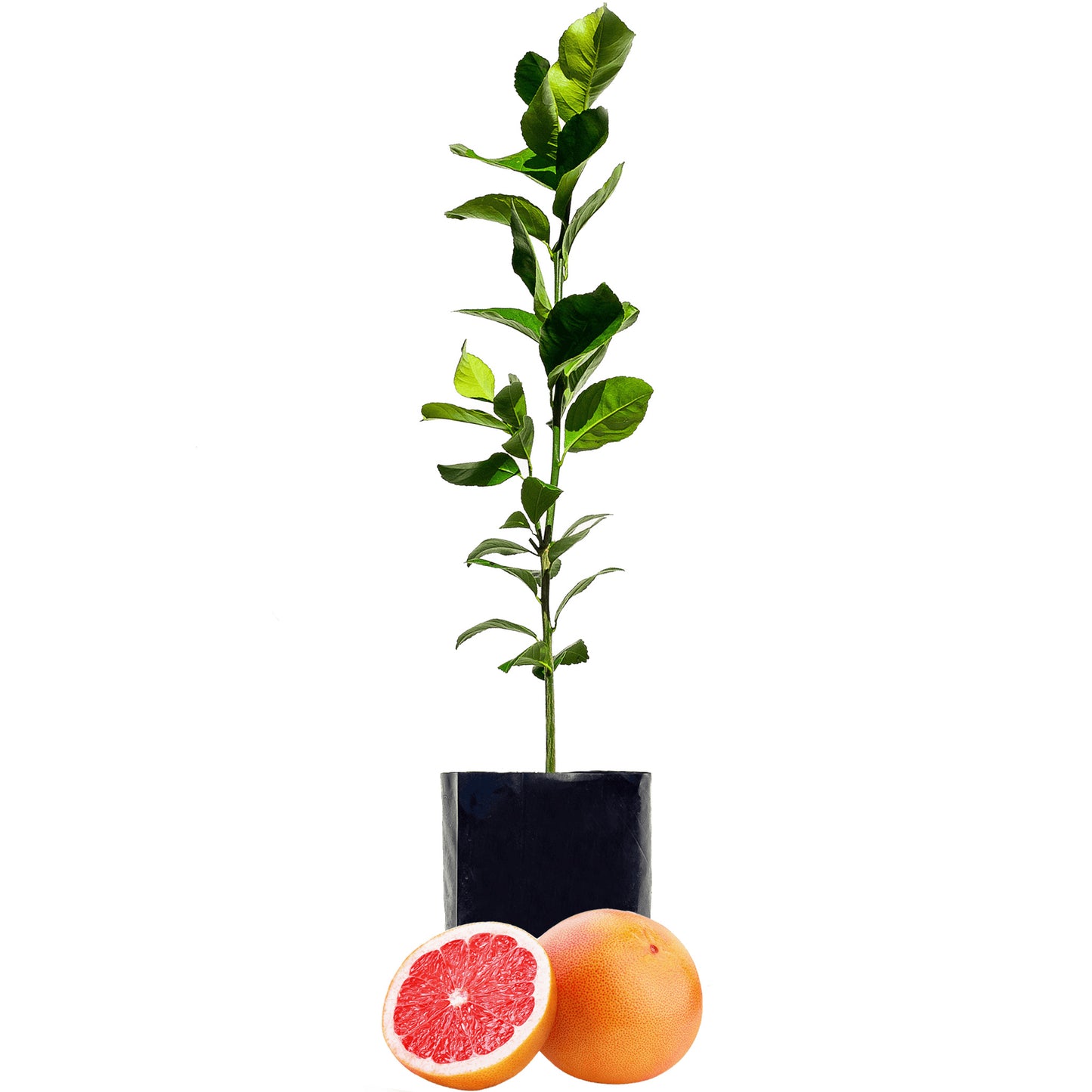 Grapefruit