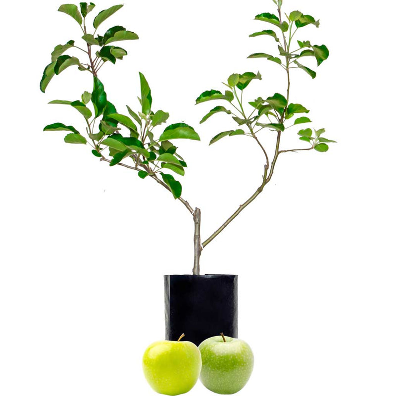 Apple Fruit Salad Trees Tagged "2graftapple"