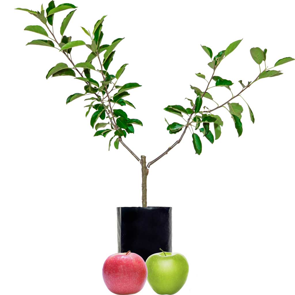 2 Graft Apple